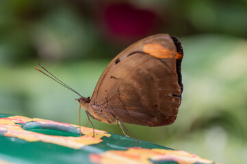 A Grecian shoemaker (Catonephele numilia)