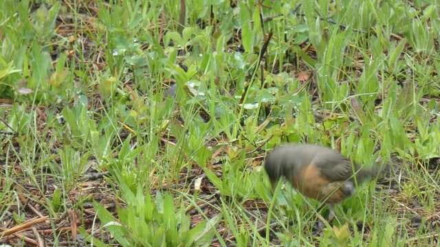 Bird Robin Speed Eating A Worm For Breakfast