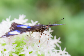 A male Great Eggfly (Hypolimnas Bolina)