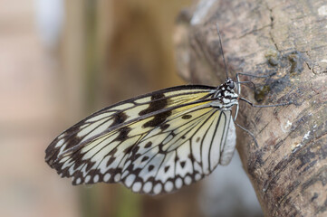 A Large Tree Nymph (Idea Leuconoe)