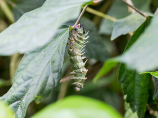 A large green tropical caterpillar