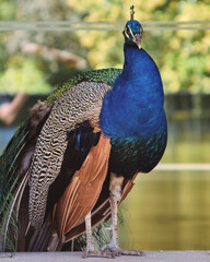 Vertical closeup shot of a beautiful vibrant peacock