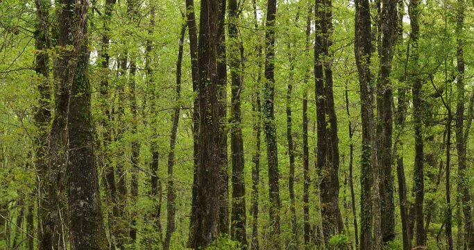 Forest of Hindres known as Broceliande, Paimpont, Brittany in France
