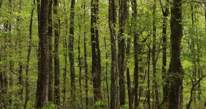 Forest of Hindres known as Broceliande, Paimpont, Brittany in France