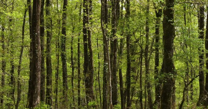 Forest of Hindres known as Broceliande, Paimpont, Brittany in France