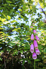 Beautiful bright and colorful photo of digitalis or foxglove flower on background with lush greenery