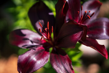 Purple or Black Asiatic Lily