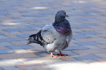 city ​​pigeon, bird perched on paving slabs