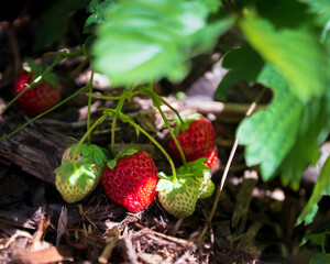 Strawberry plant