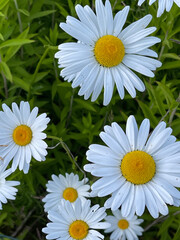 Fototapeta premium Flowers from Margreet's 
