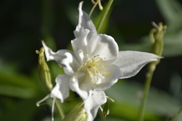 Flowers from Margreet's "Eu vivo na floresta" garden