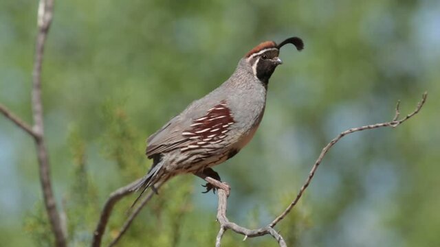 A male Gambel's Quail perches on a bare creosote branch watching the area for danger. 