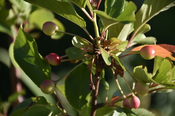 Flowers from Margreet's 