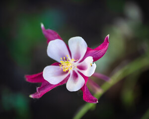 macro of a columbine flower 