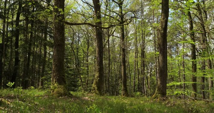 Forest of Hindres known as Broceliande, Paimpont, Brittany in France