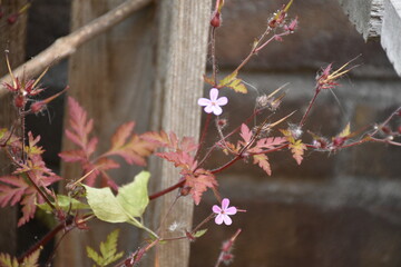 Flowers from Margreet's 