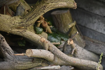 Flowers from Margreet's 