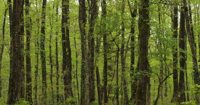 Forest of Hindres known as Broceliande, Paimpont, Brittany in France