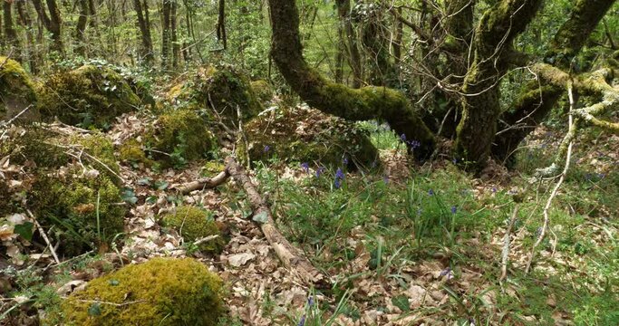 Forest of Hindres known as Broceliande, Paimpont, Brittany in France