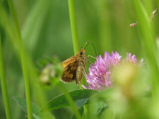 Peck's Skipper Butterfly Drinking Nectar on Red Clover in Native Prairie in Spring or Summer in Midwest Ohio