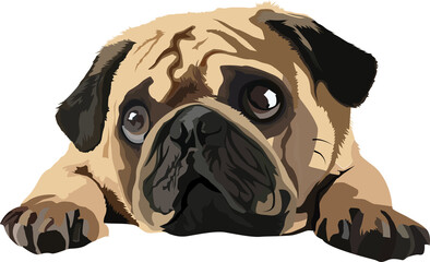 Pug Dog with the cutest face