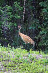 And adult sandhill crane stands in grass by a forest