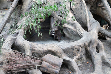 Little raccoon walks in the roots of a huge tree