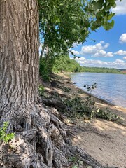 tree roots on the beach
