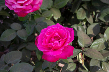 Roses blossom in the park. Closeup view of Rosa Caprice de Meilland, green leaves and large flower of pink and fuchsia petals, spring blooming in the garden.