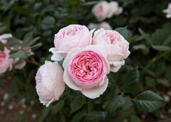 Floral. Closeup view of Rosa Abraham Darby flowers of white and light pink petals blooming in the...