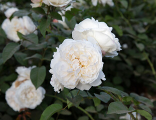 White roses blooming in the park. Closeup view of Rosa Winchester Cathedral flowers of white...