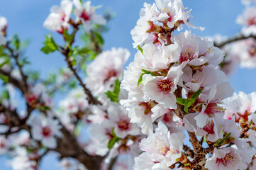 VIEW OF ALMOND FLOWERS