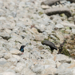 common grackle peeks out from among large stones at a beachfront - sunlight