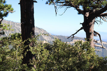 tree in the mountains