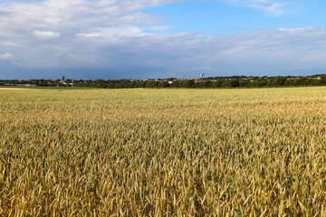 Charente-Maritime - Marsilly - Champ de Blé 