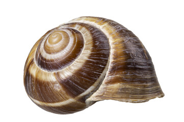 Empty vine snail shell. The shell protects the swordfish from the weather.