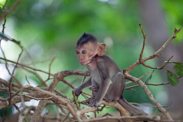 可愛いサル