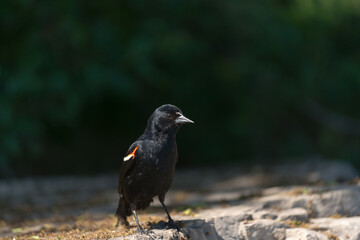 Red-winged blackbird emerges from dark shrubs and stands on a flat boulder in search of food