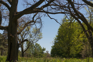 trees in the park