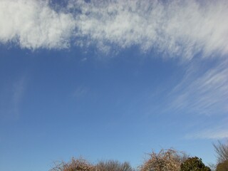 Obraz premium 青空にかかる雲