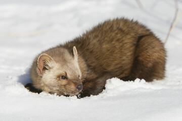 Pine Martin in snow covered field