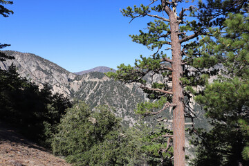 Fototapeta na wymiar pine tree in yosemite