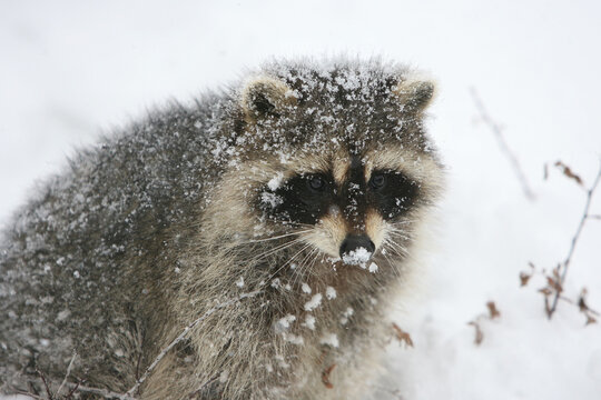 Raccoon caught out in a snow storm