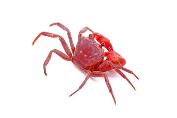 Red land crab (Phricotelphusa limula) (Male), One of world most beautiful fresh water crabs, native only in Phuket island, Thailand. It’s also known as Fire-Red crabs or waterfalls crab. Rare,Isolated
