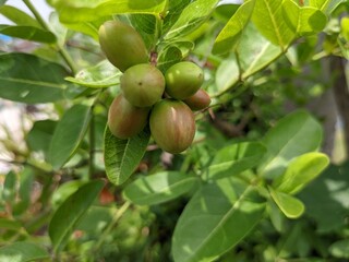 green apples on tree