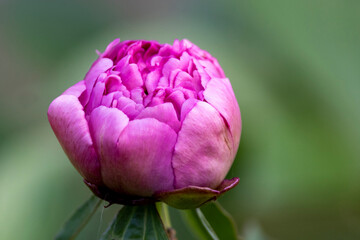 peonies blooming in a garden 