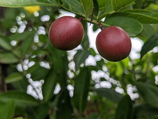 apples on a branch