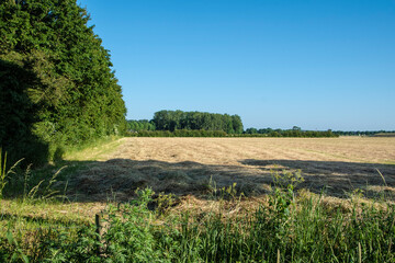 Freshly mowed grass on the farmland in the Noord Limburg region, Maasduinen, The Netherlands
