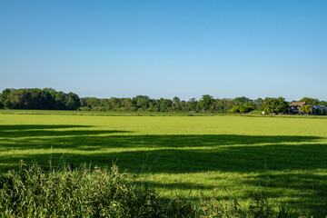 Fototapeta na wymiar Dutch summer landscape with trees, green grass and blue sky - Limburg, Maasduinen