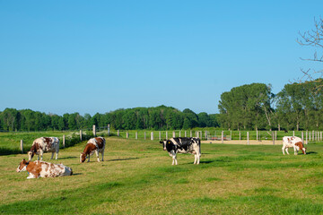 Naklejka na ściany i meble Black and white cows in a green grassy field on a bright and sunny day. Cows lying on green grass.Rural farmer concept.